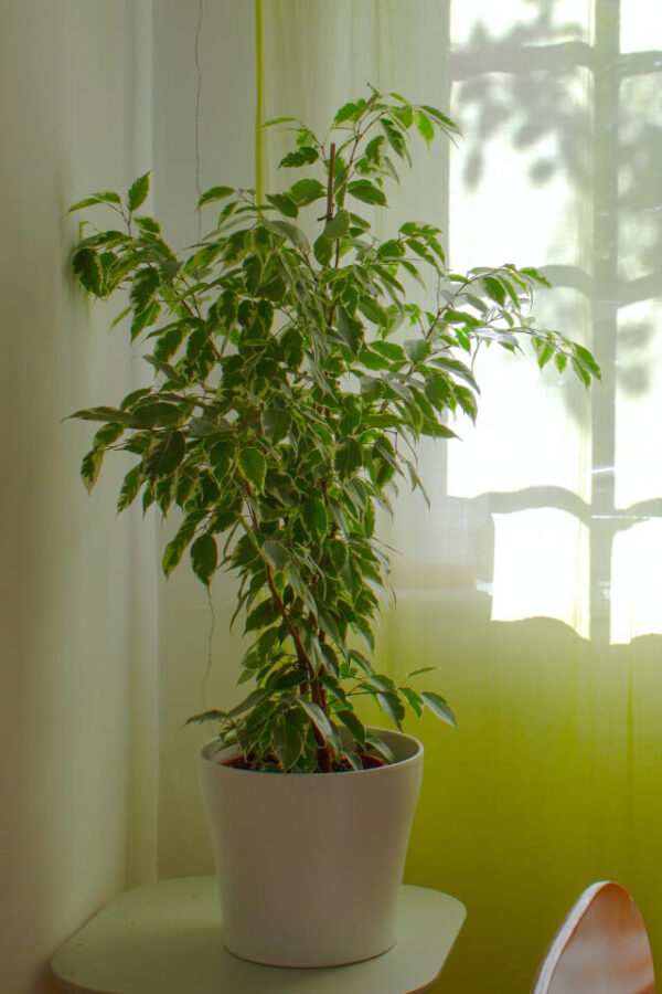 Aralia Ming - Imagem 2