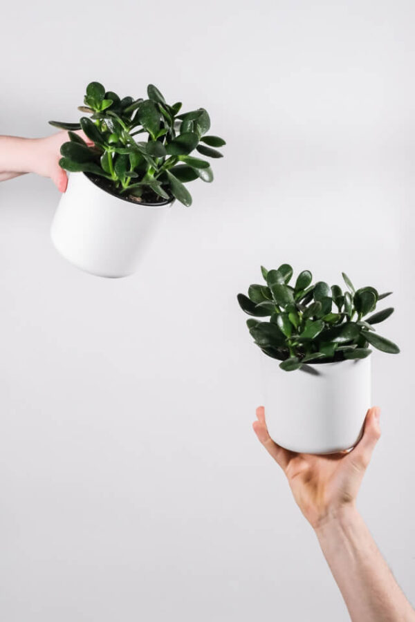 Ficus Decora Burgundy - Imagem 2