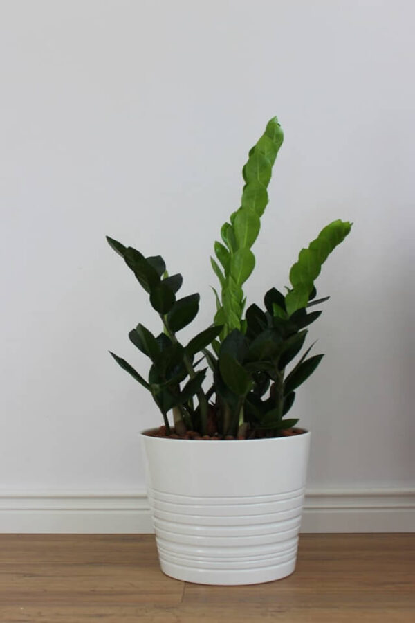 Zz Plants - Imagem 2